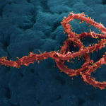 Ebola Bundibugyo in Congo: record di morti e vaccino assente